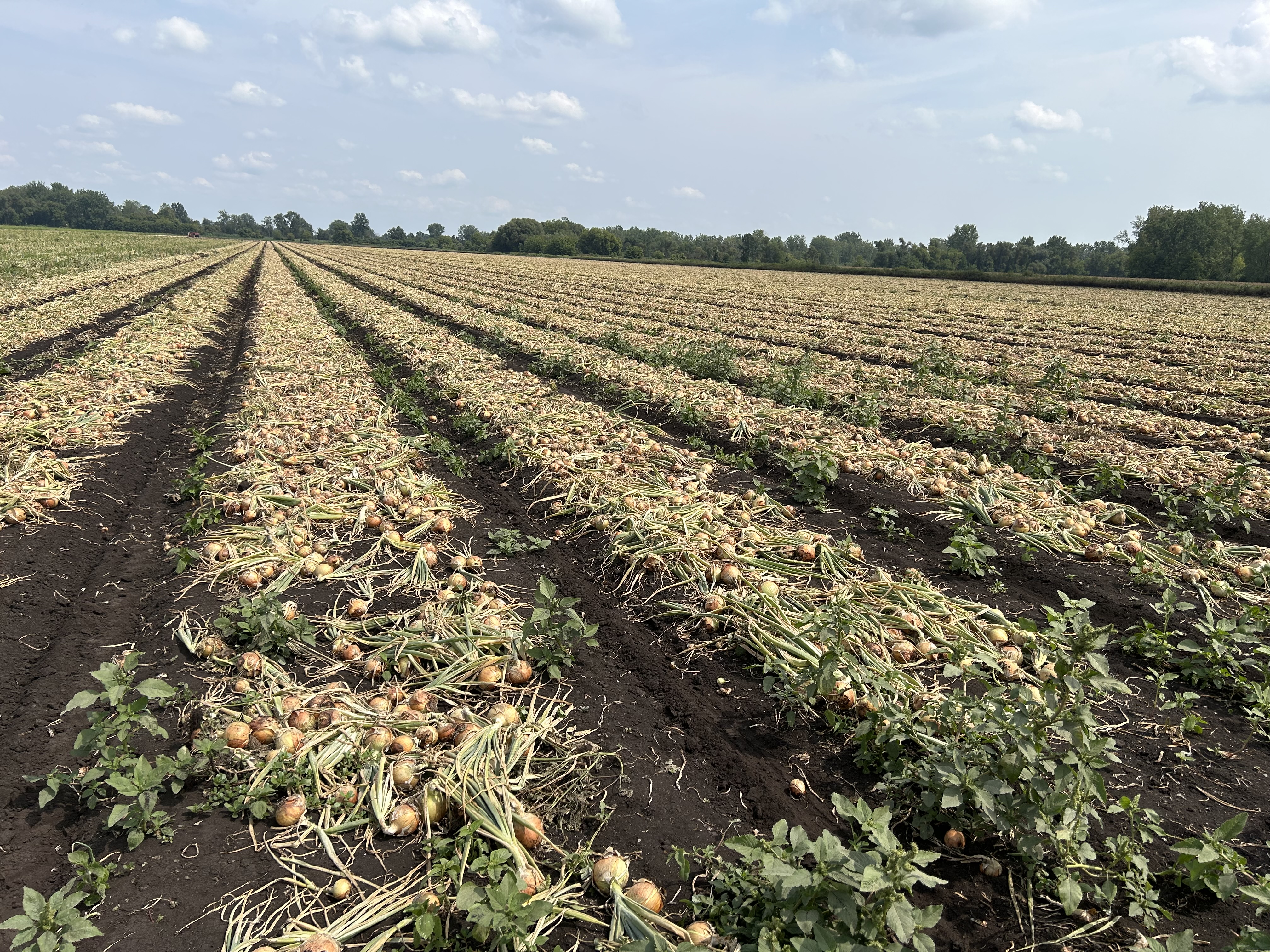 IMG_1025onion field.jpg